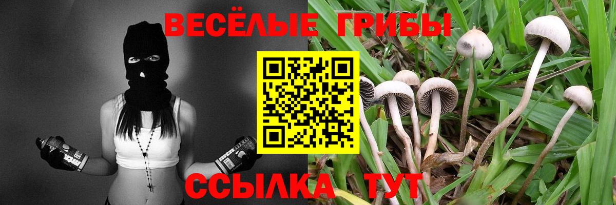 Псилоцибиновые грибы Psilocybine cubensis  Вход с VPN  Богданович  Галлюциногенные грибы Psilocybine cubensis 
